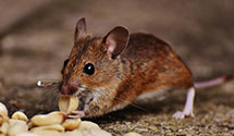 24 Hour & Emergency Exterminators in University of Central AR, AR